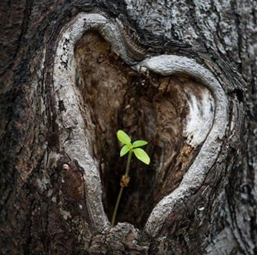 heart shaped hole in tree with sprout growing out of it